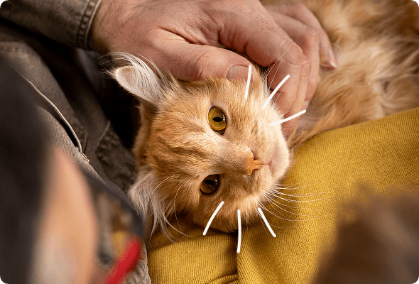 Orange tabby cat being stroked, representing care through shelter connections