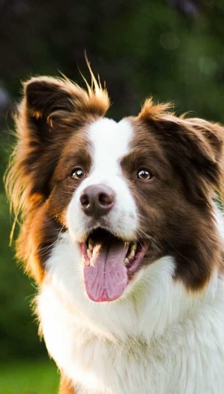 Liver and white Border Collie portrait, chest up, smiling with tongue out, sunlit trees behind