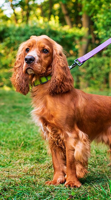 Golden-brown Cocker Spaniel on a green lawn, lime collar and purple leash, blurred trees behind