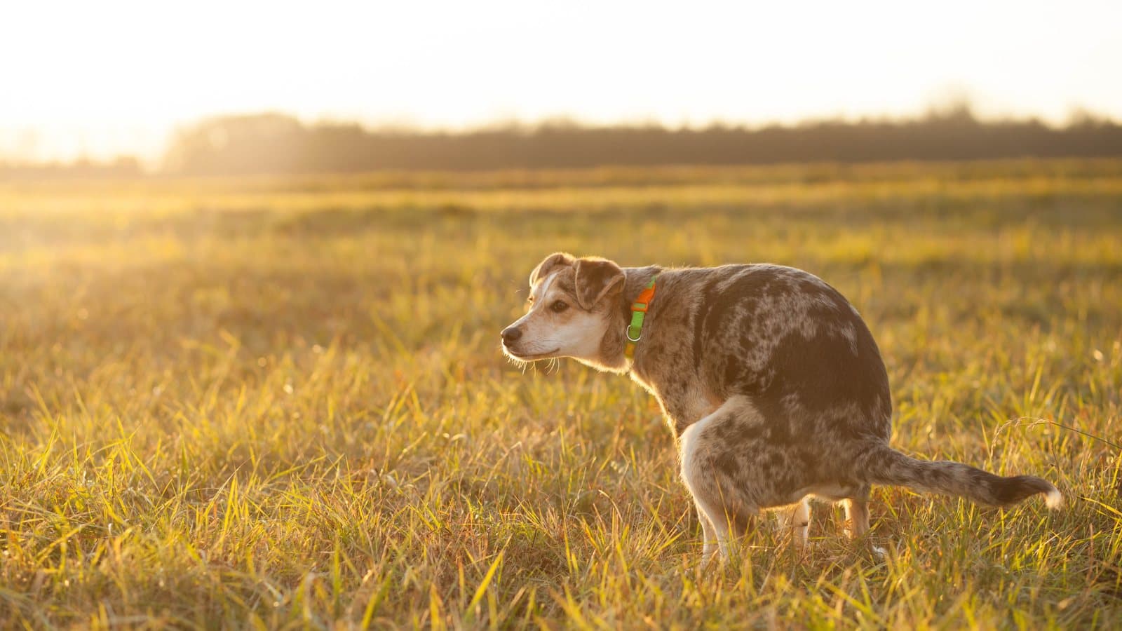 Merle-coated dog with an orange and green collar squatting in a sunlit grass field at golden hour