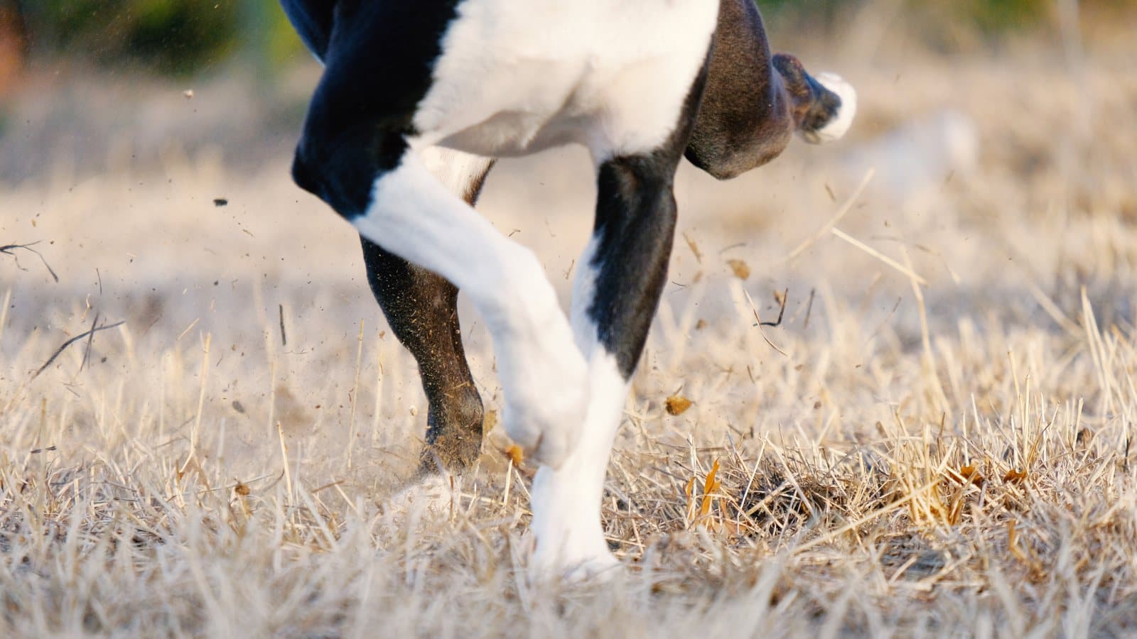 Close-up of a black and white dog's back legs kicking dry grass and soil backwards