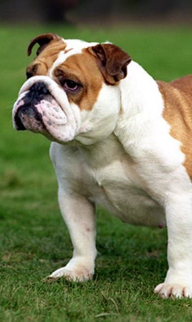 White and tan English Bulldog standing on grass in profile, wrinkled face and rose ears