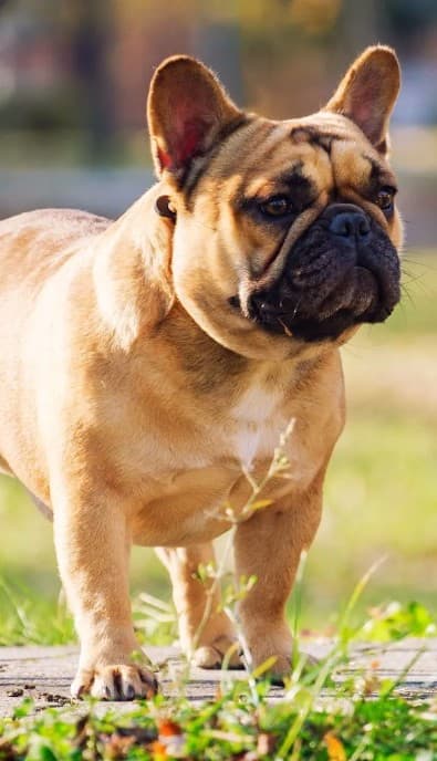 Fawn French Bulldog with black mask, standing on a stone path in a sunlit park