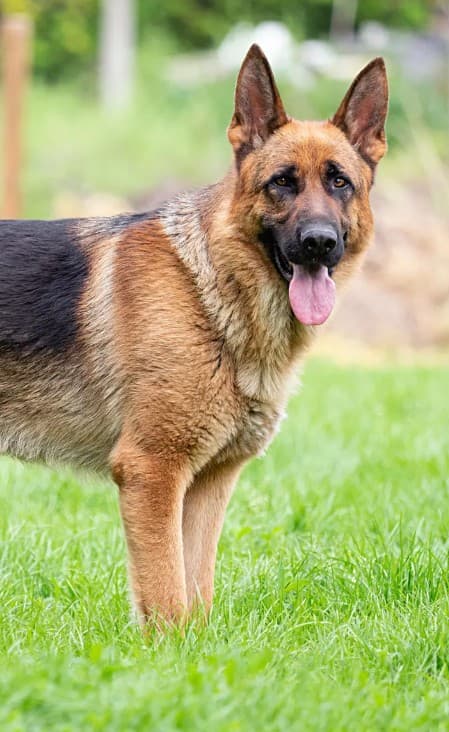 Black and tan German Shepherd standing in profile on grass, looking toward the camera