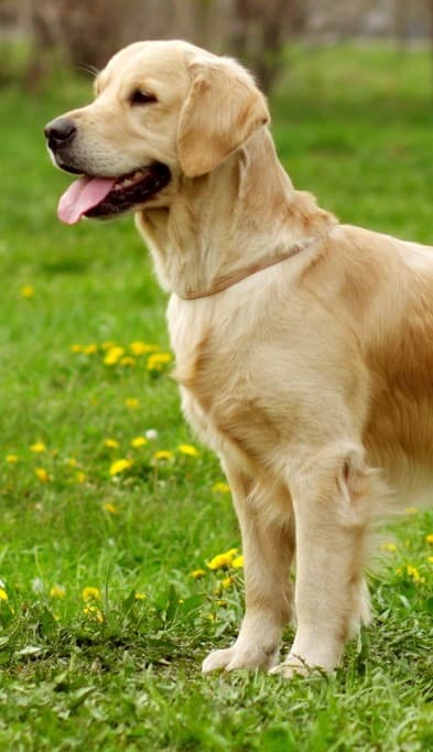 Golden Retriever in profile on a green lawn with yellow flowers, trees softly blurred behind
