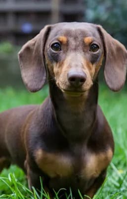 Chocolate and tan Miniature Dachshund standing in grass, looking at the camera